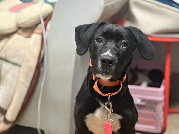 FOUND IN NYC NOW AT NYC ACC.  Name : Bramble\* Please keep in mind the name of the animal given by care center workers at intake may not match your pets name, especially if found as a stray with no source of identification. Animal ID 231836, Type Dog, Sex Male, Spayed / Neutered, No Color, Black Age, Junior Found. Location Amsterdam Avenue, NEW YORK, 10027, Breed Medium Mixed Breed Cross Date Found 7/12/2025, Animal Identification Animal ID: 231836. Pease take note of the Animal ID before contacting us.